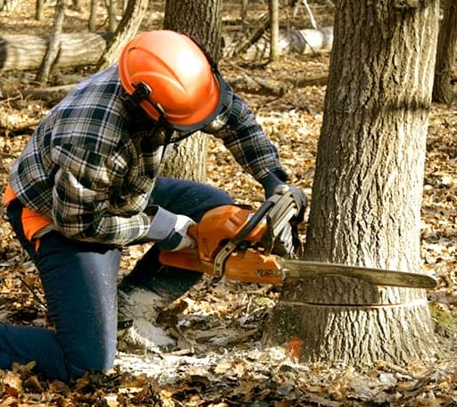 Tree Removal in Hayes, LA